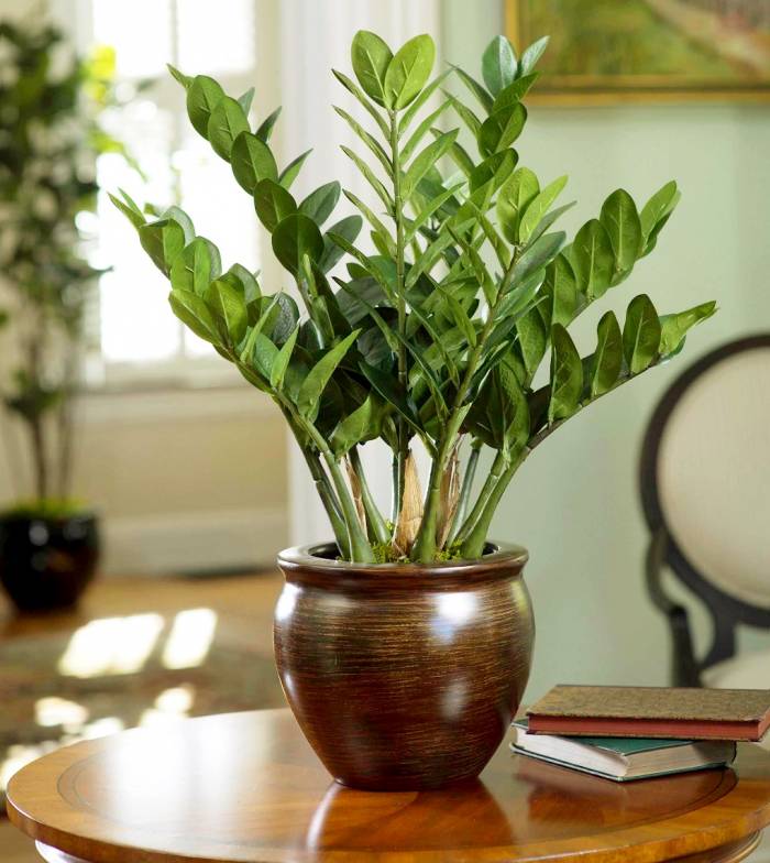 مناسب ترین و گرطرفدار ترین گیاه آپارتمانی
