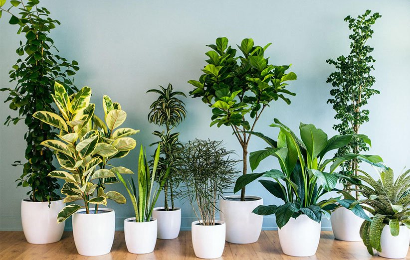 انواع گیاهان طبیعی آپارتمانی