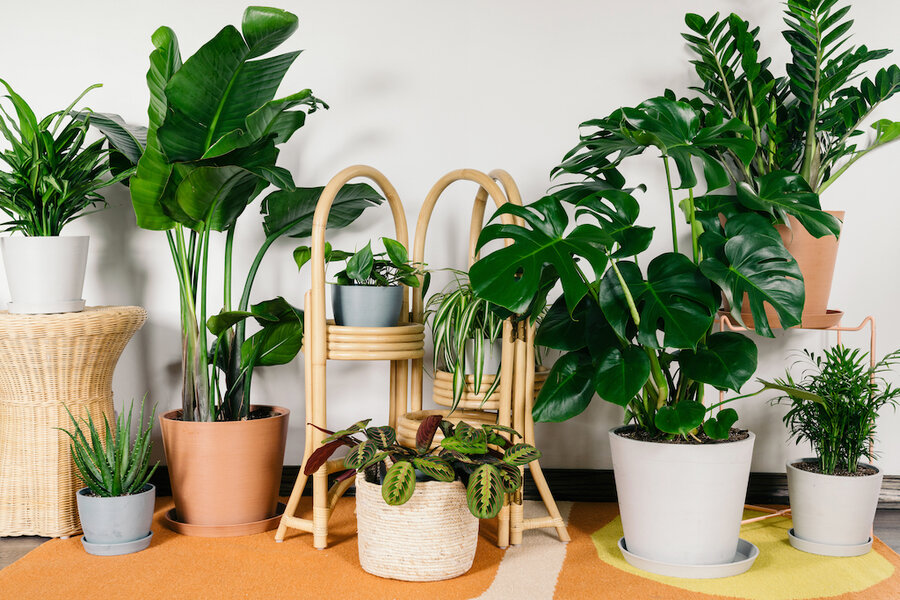گیاهان آپارتمانی مناسب فضاهای کم نور